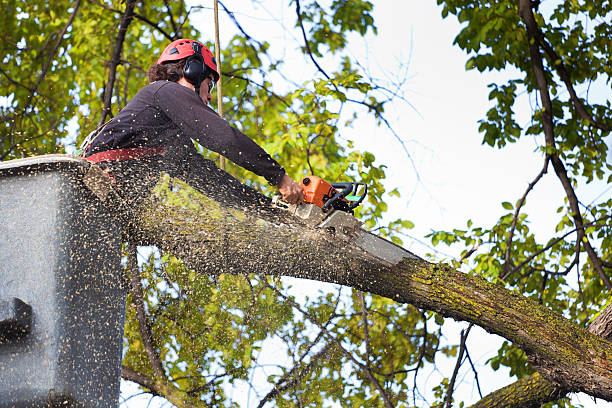 Professional Tree Services in Eastmont, WA